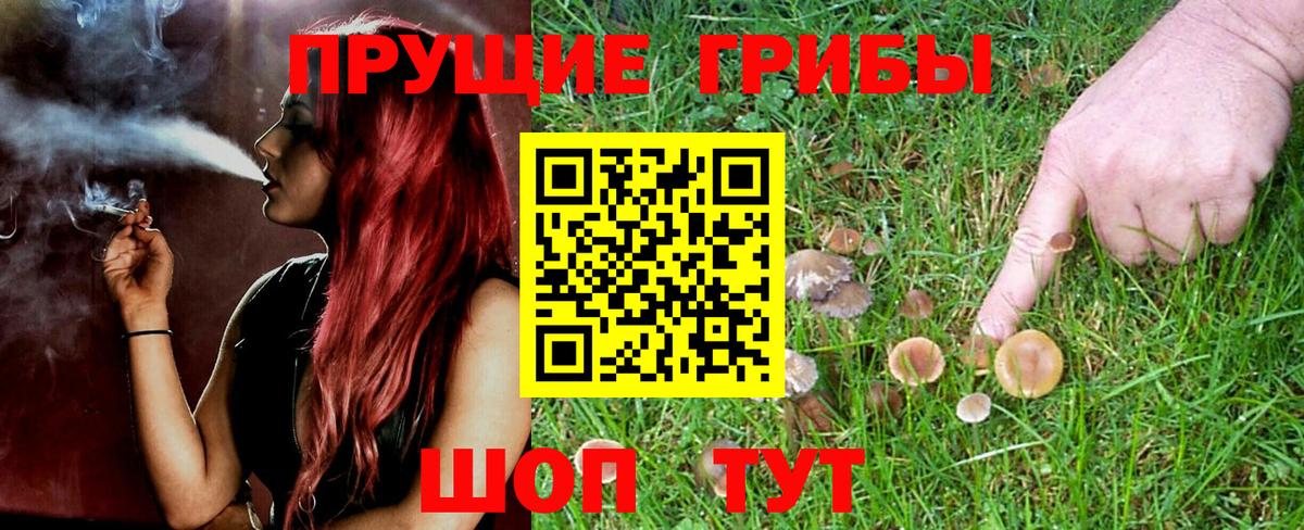 Псилоцибиновые грибы Cubensis Новотроицк
